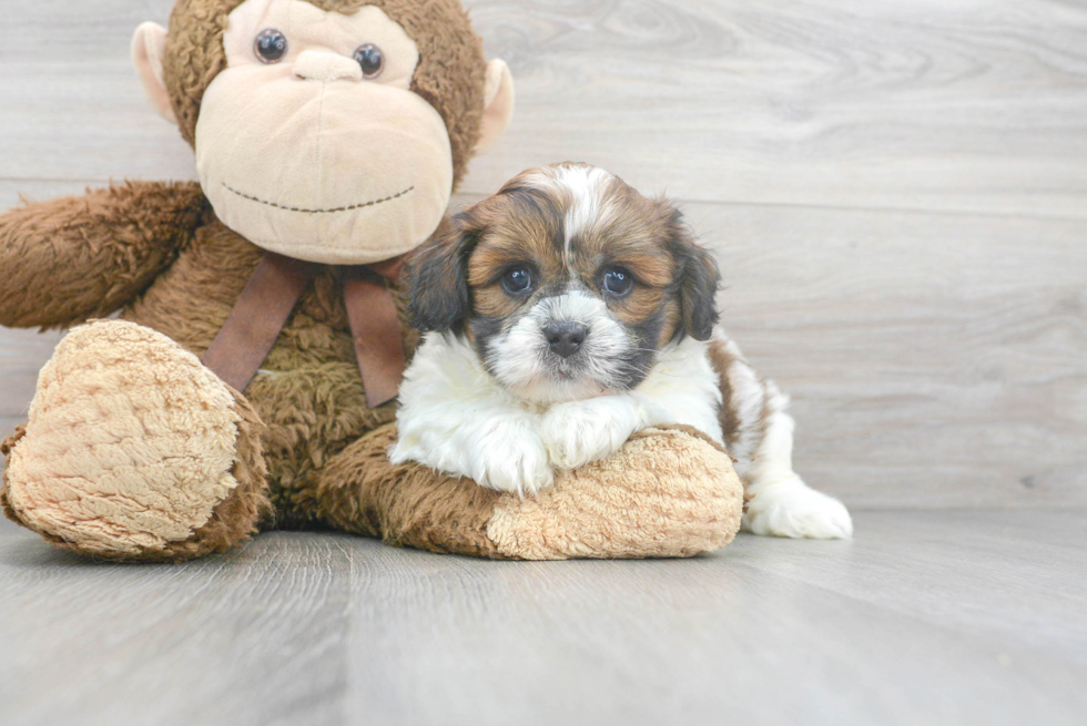 Teddy Bear Pup Being Cute