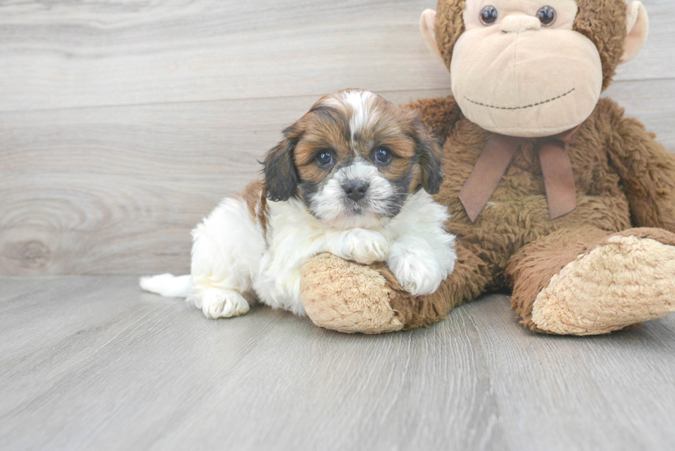 Funny Teddy Bear Designer Pup