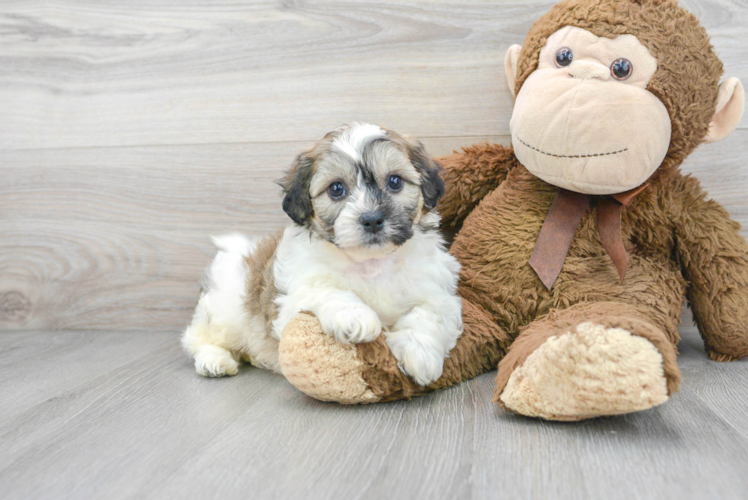 Teddy Bear Pup Being Cute