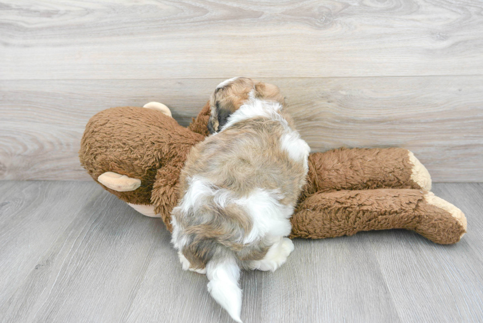 Teddy Bear Pup Being Cute