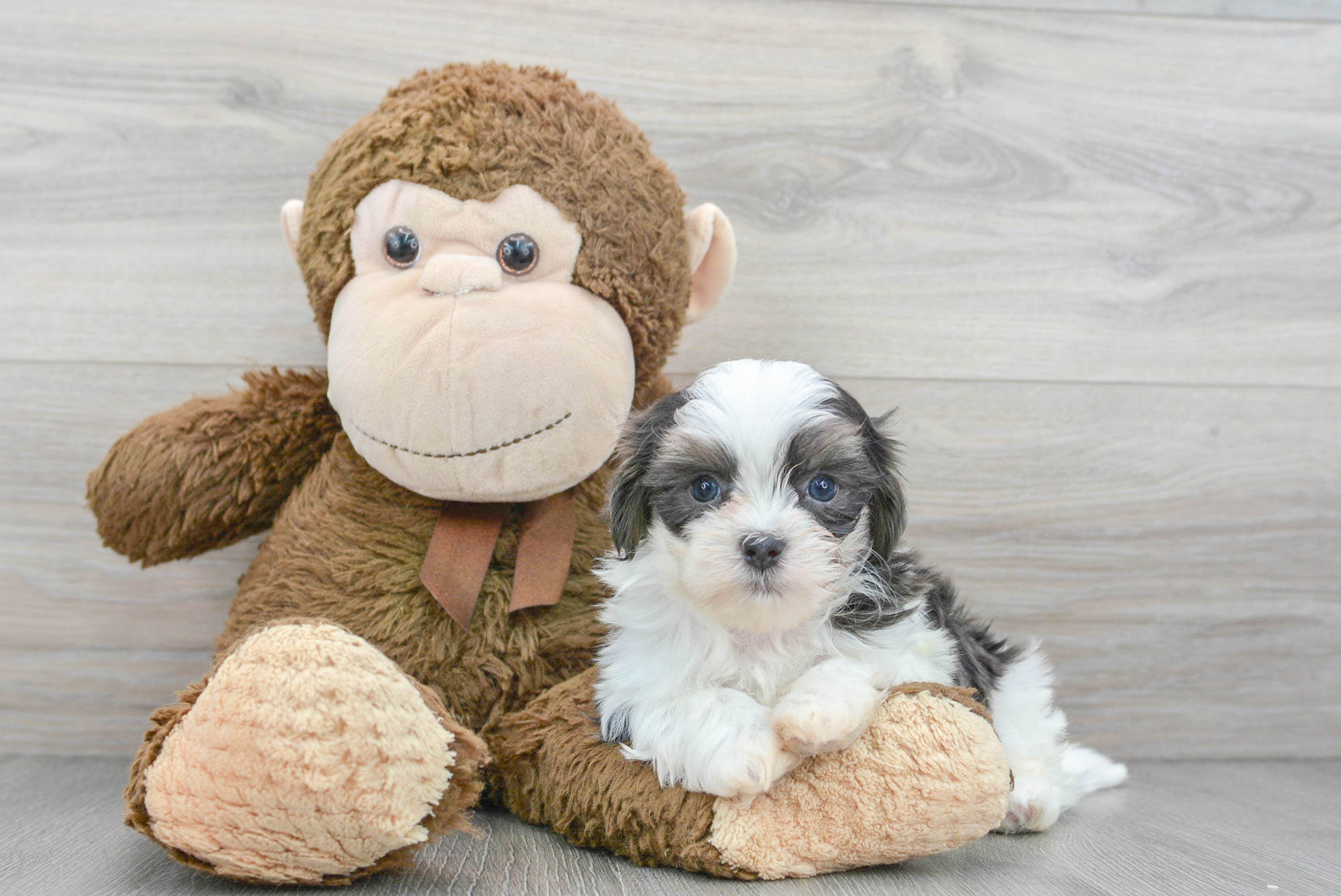 Teddy Bear Puppy for Adoption