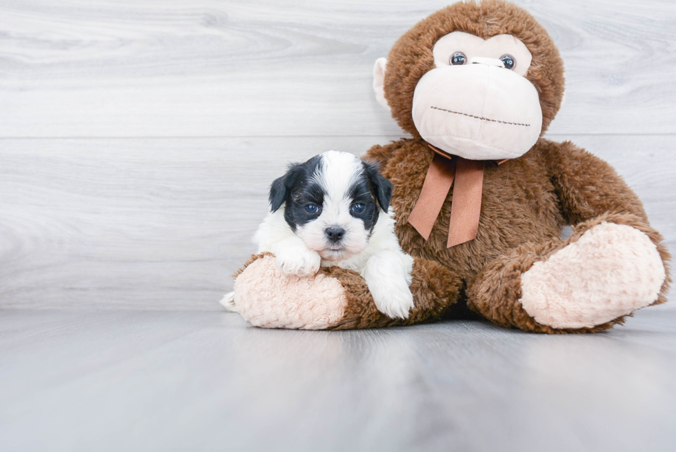 Teddy Bear Pup Being Cute