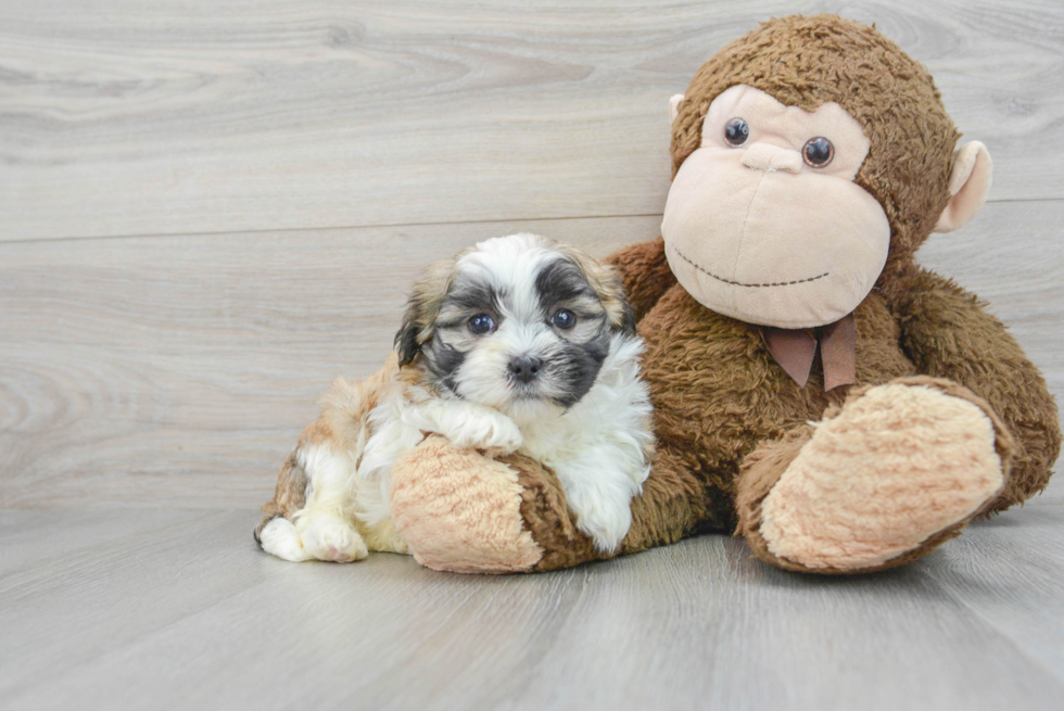 Teddy Bear Pup Being Cute