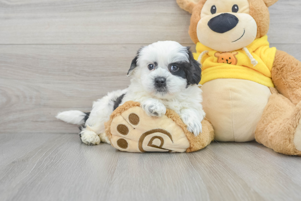 Smart Teddy Bear Designer Pup