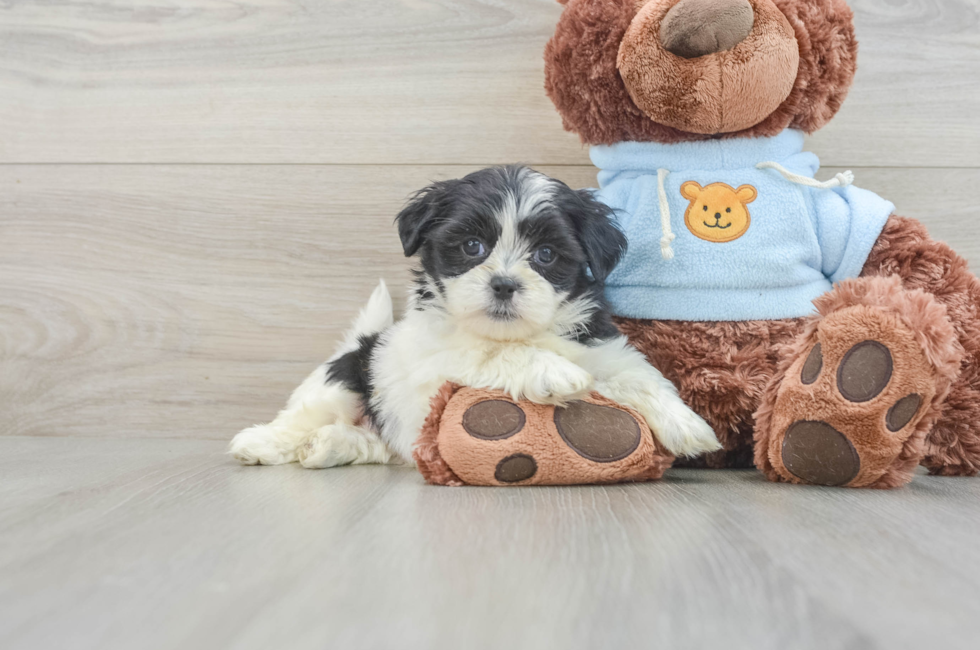 6 week old Teddy Bear Puppy For Sale - Premier Pups