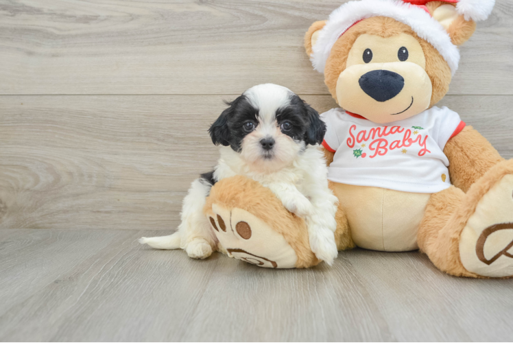 Petite Teddy Bear Designer Pup