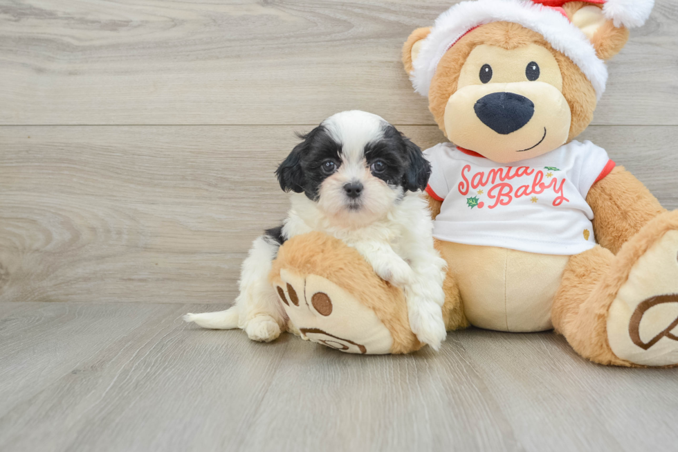 Petite Teddy Bear Designer Pup
