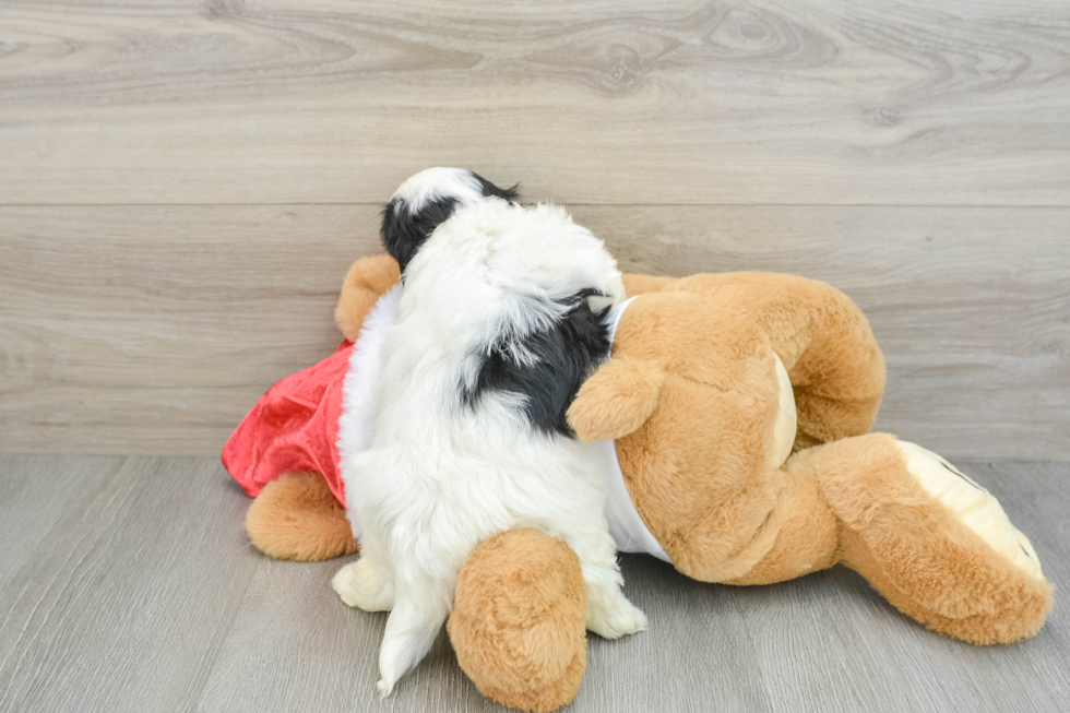 Sweet Teddy Bear Baby