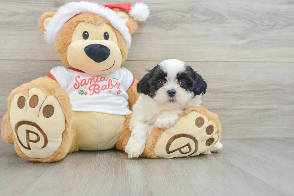 Teddy Bear Puppy for Adoption