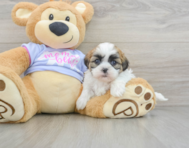 6 week old Teddy Bear Puppy For Sale - Premier Pups