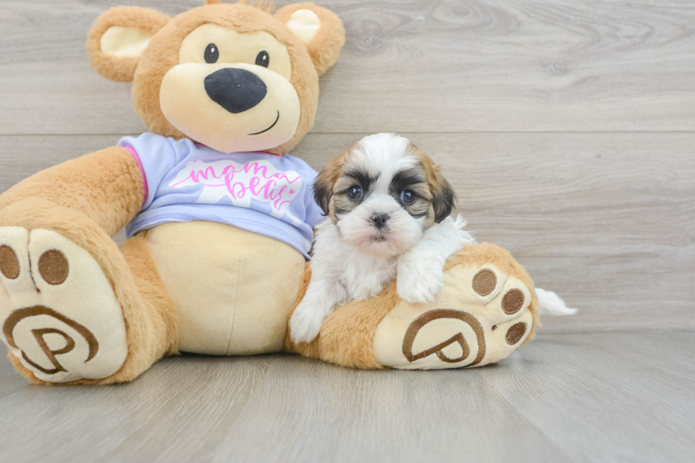 Best Teddy Bear Baby