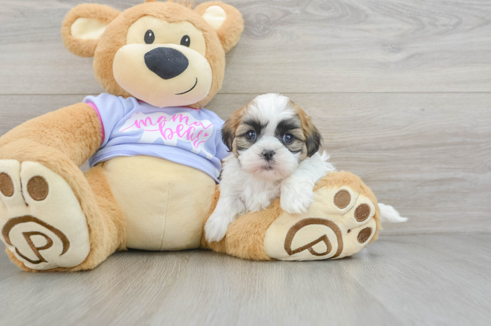 6 week old Teddy Bear Puppy For Sale - Premier Pups