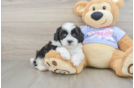 Adorable Shitzu Designer Puppy