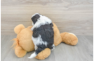 Teddy Bear Puppy for Adoption