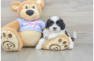 Teddy Bear Pup Being Cute