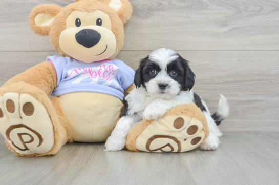 Teddy Bear Pup Being Cute