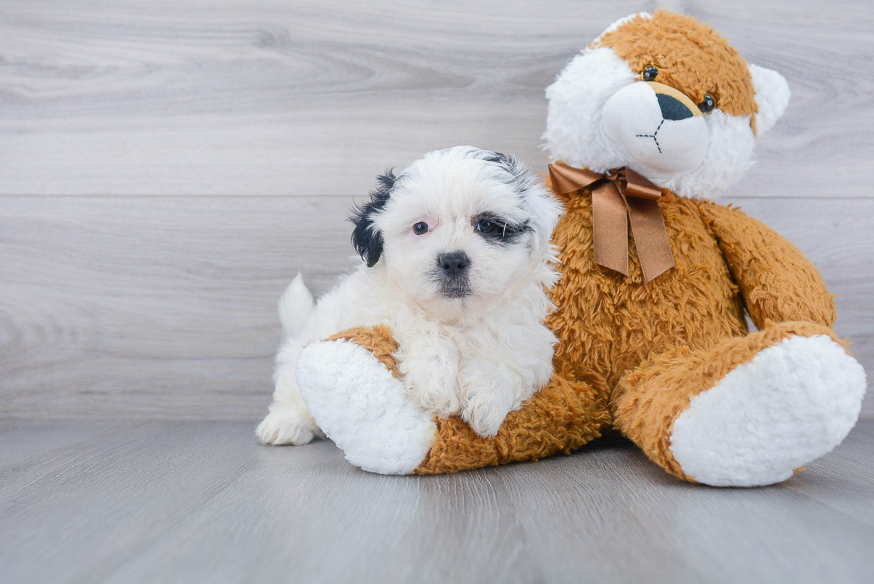 Teddy Bear Puppy for Adoption