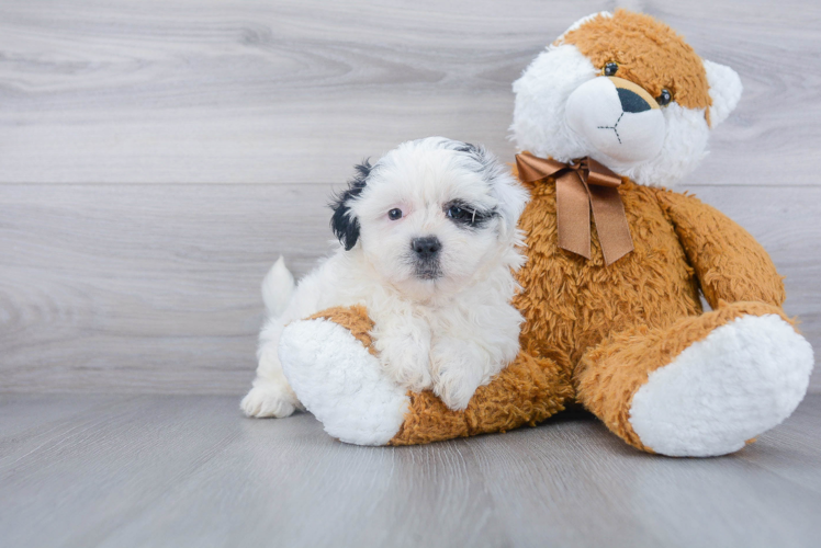 Teddy Bear Puppy for Adoption