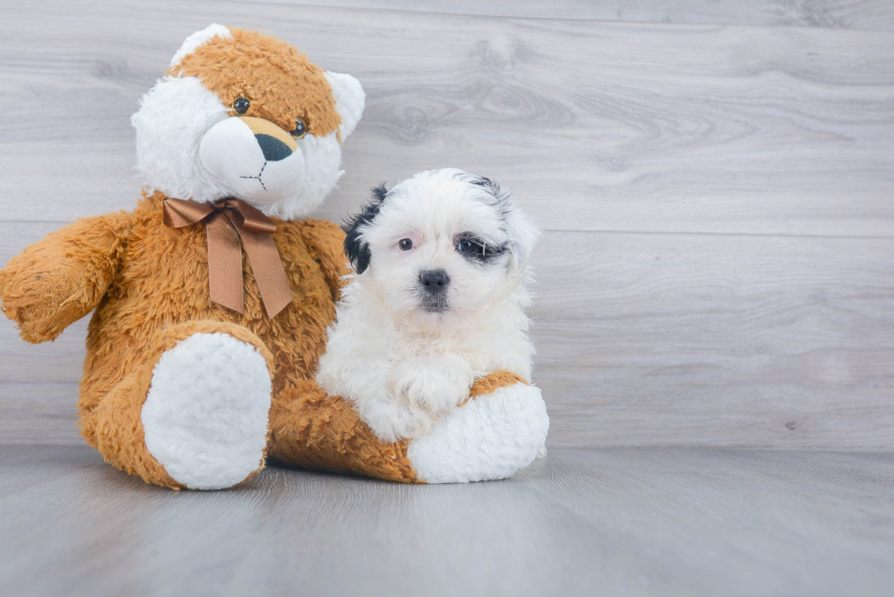 Popular Teddy Bear Designer Pup