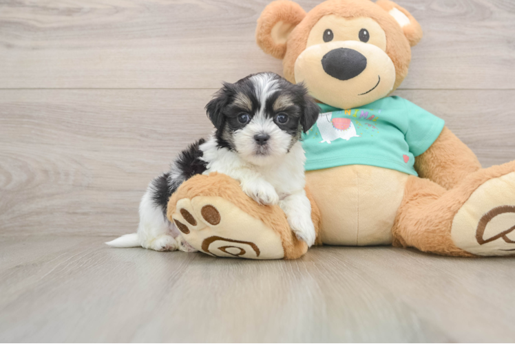 Smart Teddy Bear Designer Pup