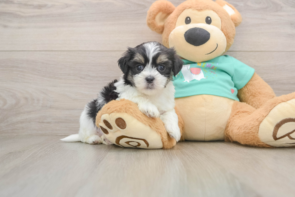 Smart Teddy Bear Designer Pup