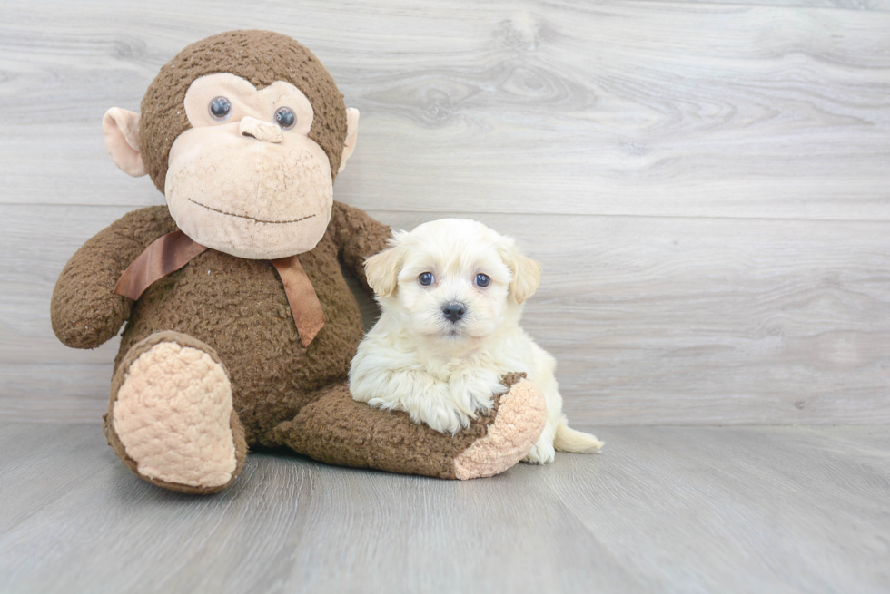 Popular Teddy Bear Designer Pup