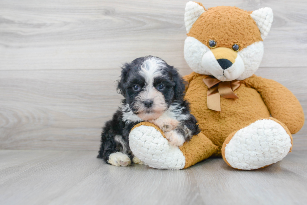 Teddy Bear Pup Being Cute