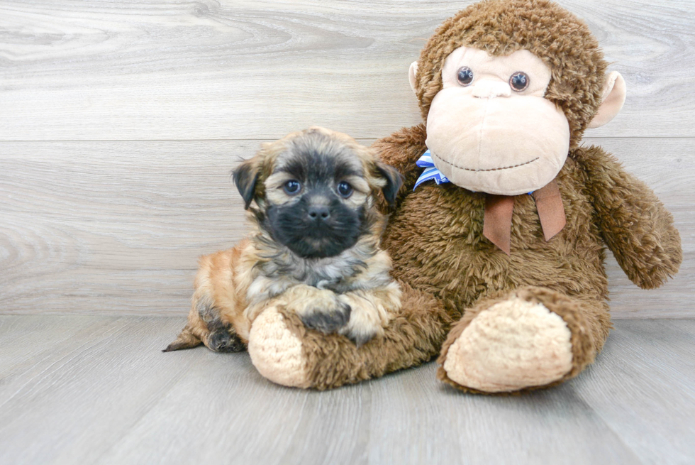 Friendly Teddy Bear Baby