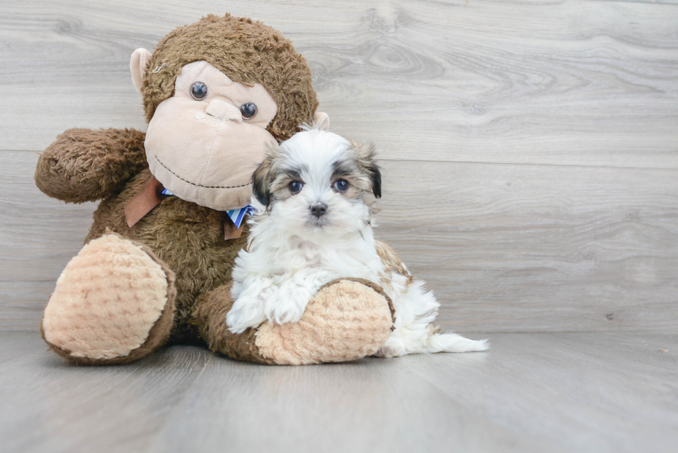 Happy Teddy Bear Baby