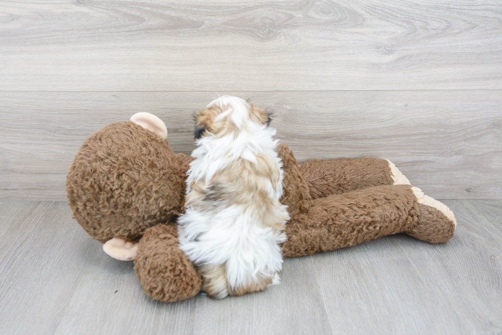 Teddy Bear Pup Being Cute