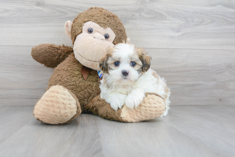 Teddy Bear Pup Being Cute