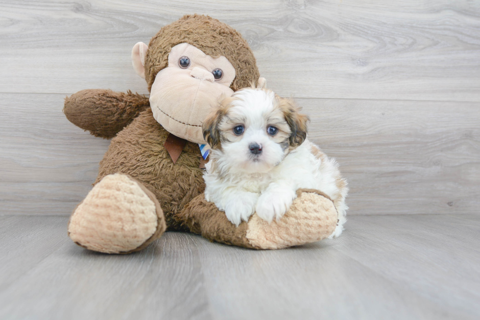 Teddy Bear Pup Being Cute