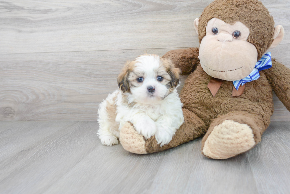 Teddy Bear Pup Being Cute