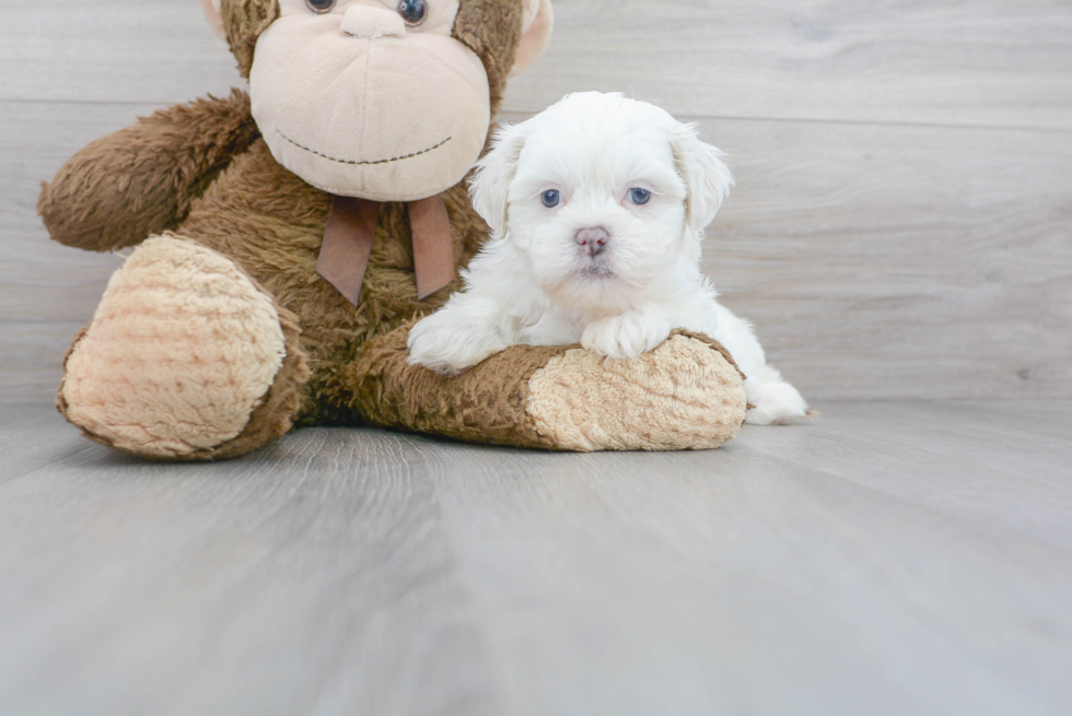 Teddy Bear Pup Being Cute