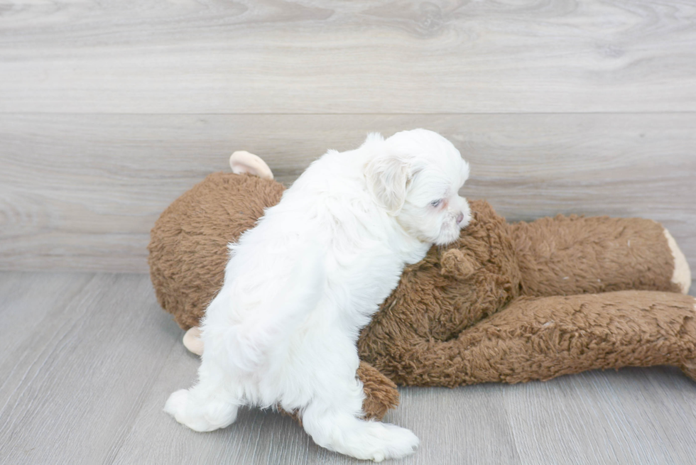 Teddy Bear Pup Being Cute