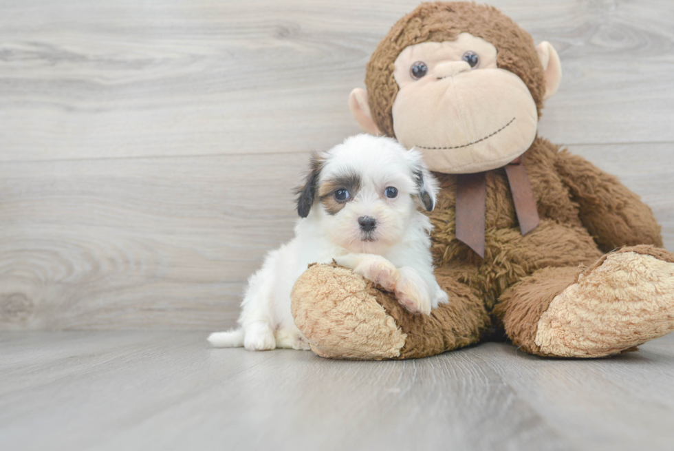 Happy Teddy Bear Baby