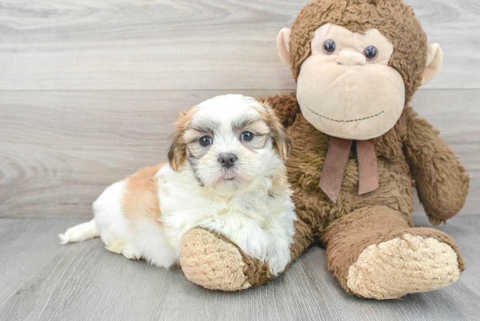 Popular Teddy Bear Designer Pup