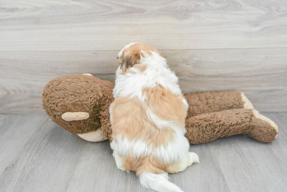 Cute Teddy Bear Baby