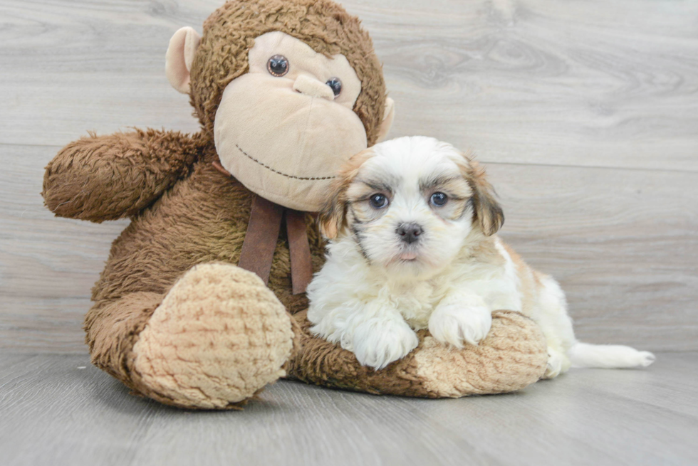 Happy Teddy Bear Baby