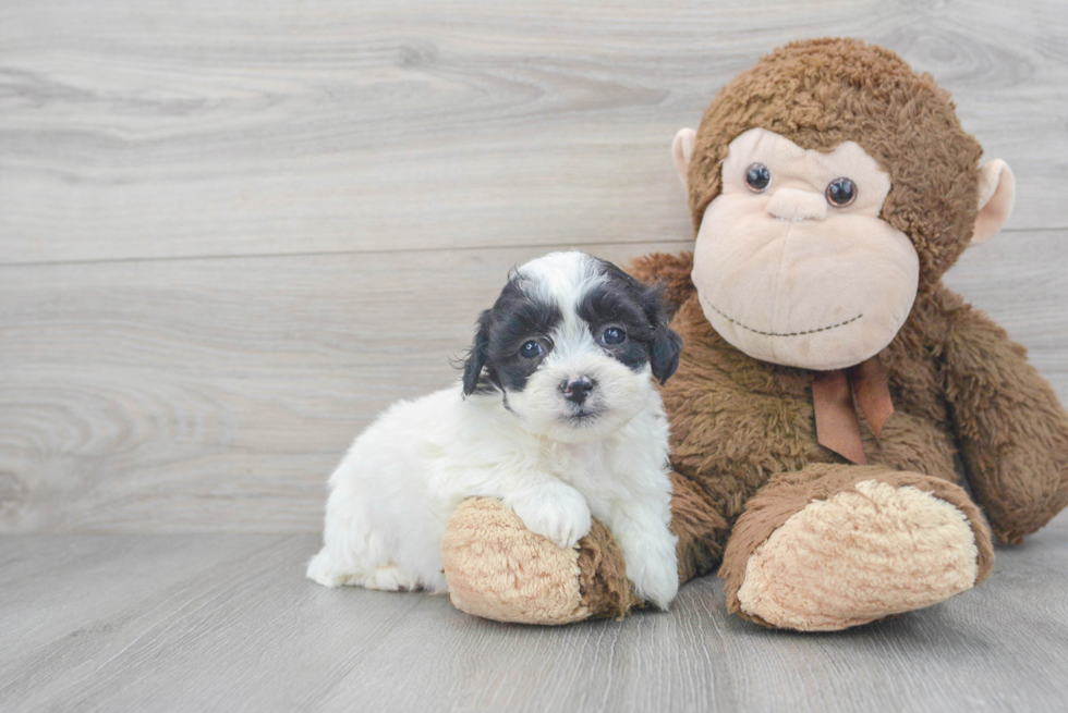 Teddy Bear Pup Being Cute