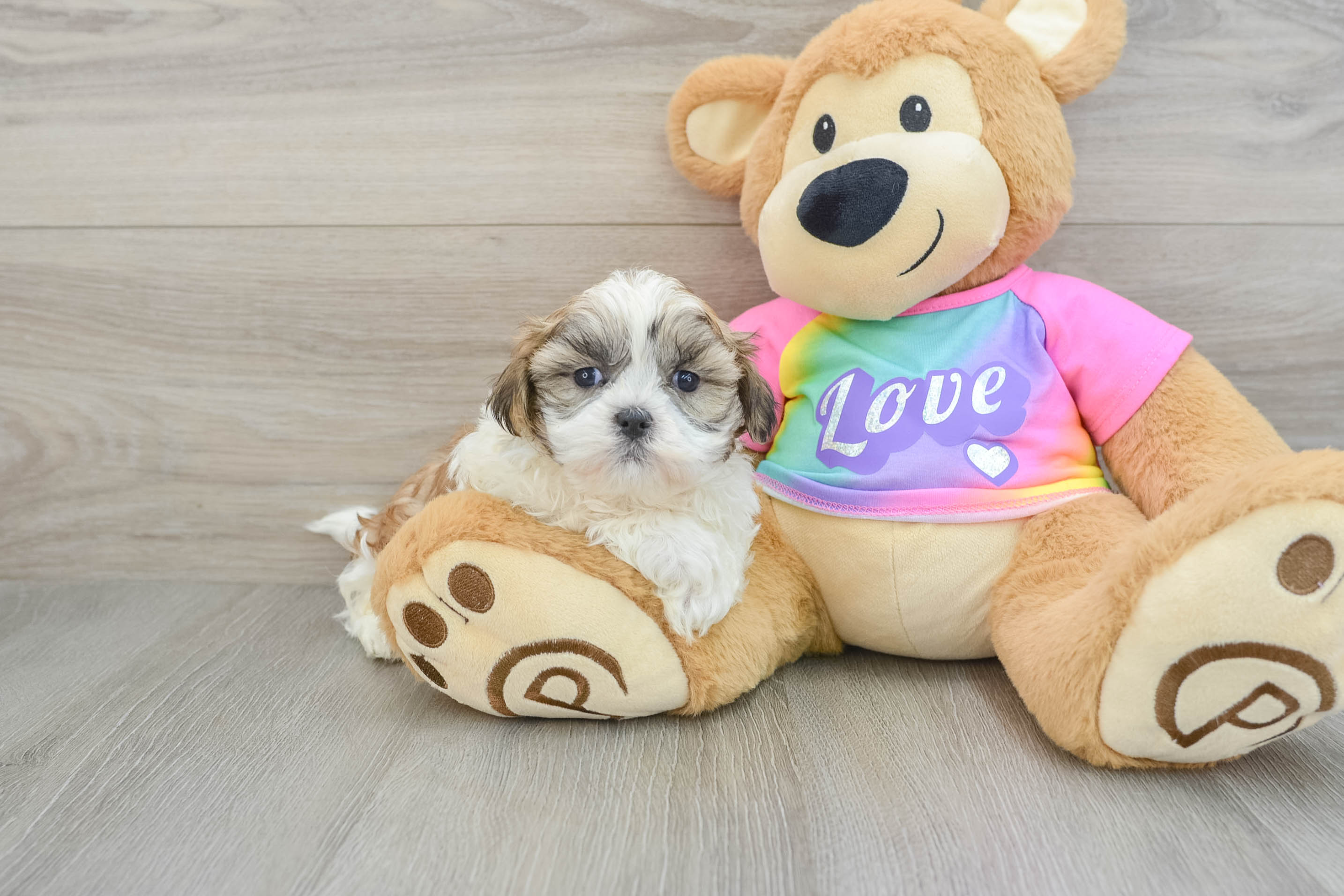 Teddy Bear Churchill: 2lb 4oz Designer Puppy