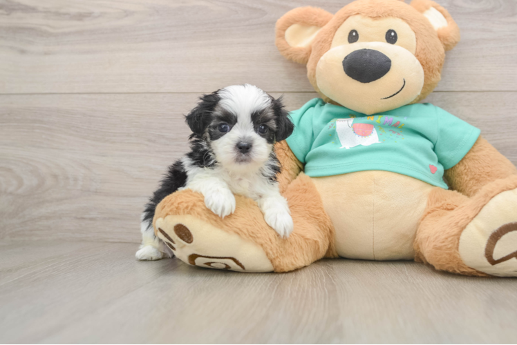 Teddy Bear Puppy for Adoption