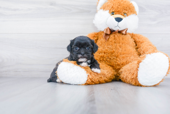 Teddy Bear Pup Being Cute