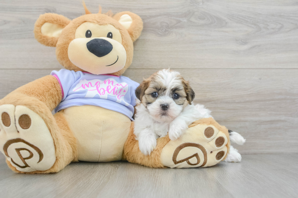 6 week old Teddy Bear Puppy For Sale - Premier Pups