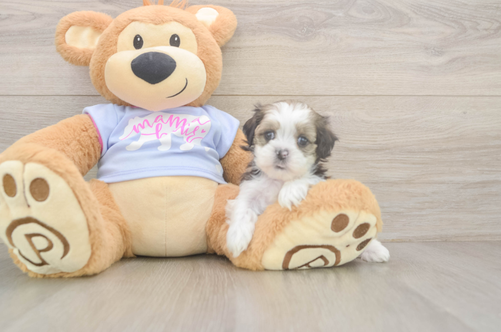 6 week old Teddy Bear Puppy For Sale - Premier Pups