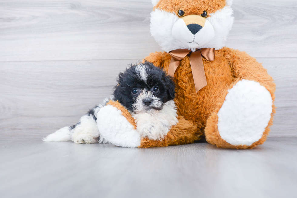 Teddy Bear Pup Being Cute