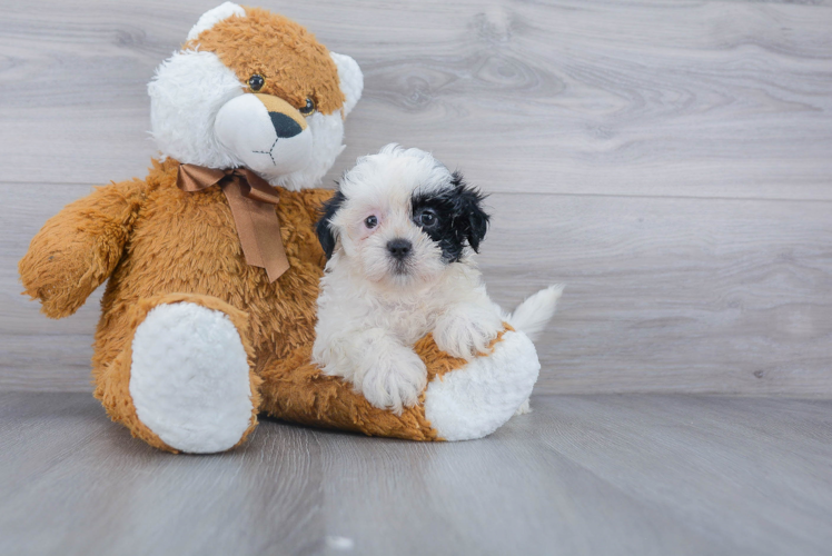 Teddy Bear Pup Being Cute