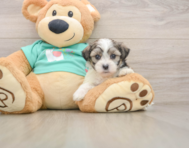 7 week old Teddy Bear Puppy For Sale - Premier Pups