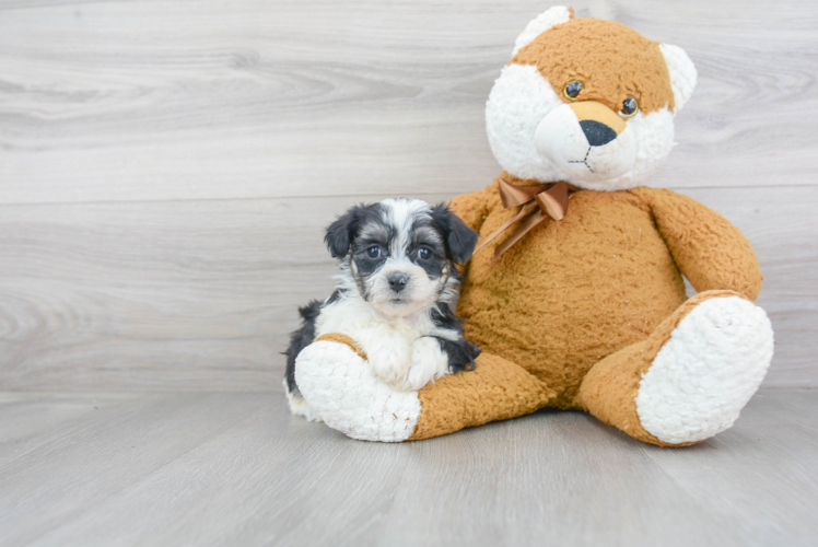 Teddy Bear Pup Being Cute