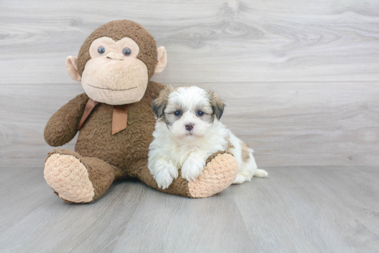 Teddy Bear Pup Being Cute